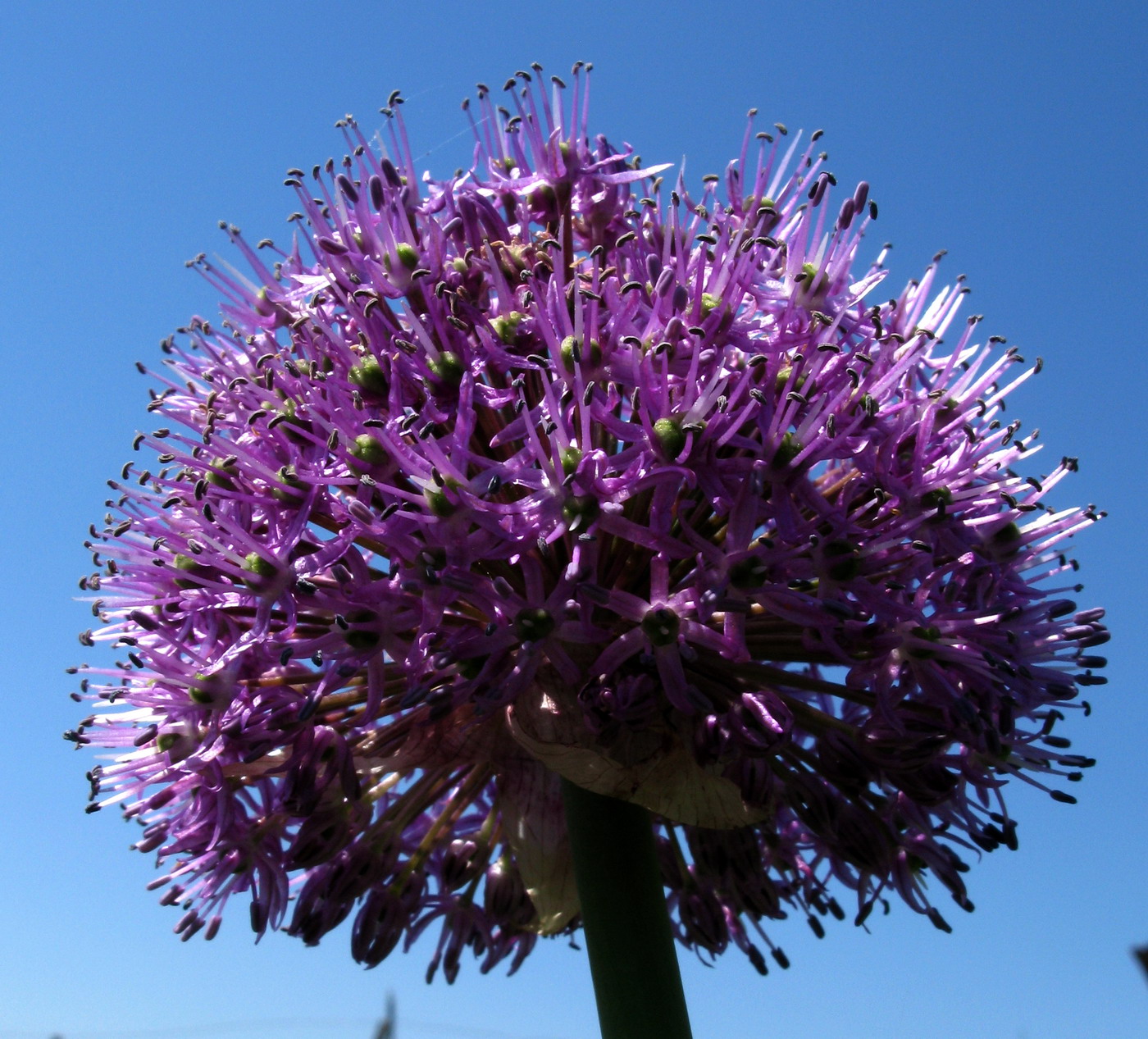 Изображение особи Allium stipitatum.