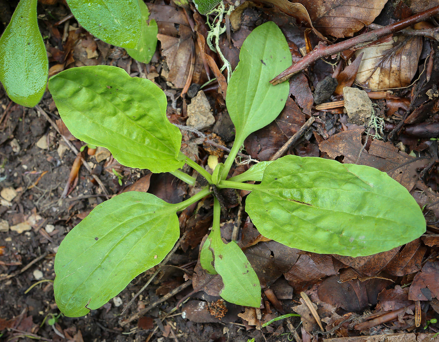 Image of Plantago major specimen.