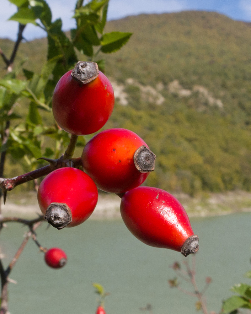 Image of Rosa canina specimen.