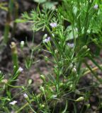 Image of taxon representative. Author is Григорий Токарев