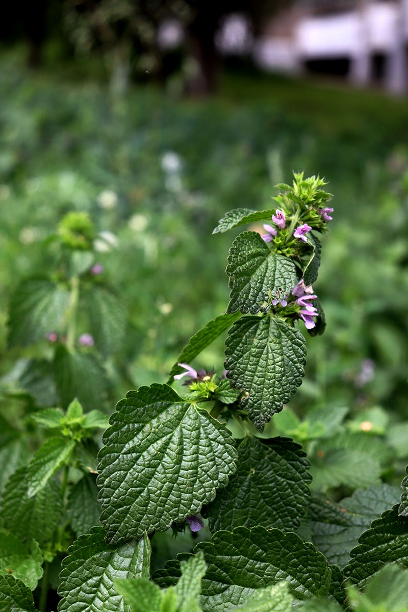 Image of Ballota nigra specimen.