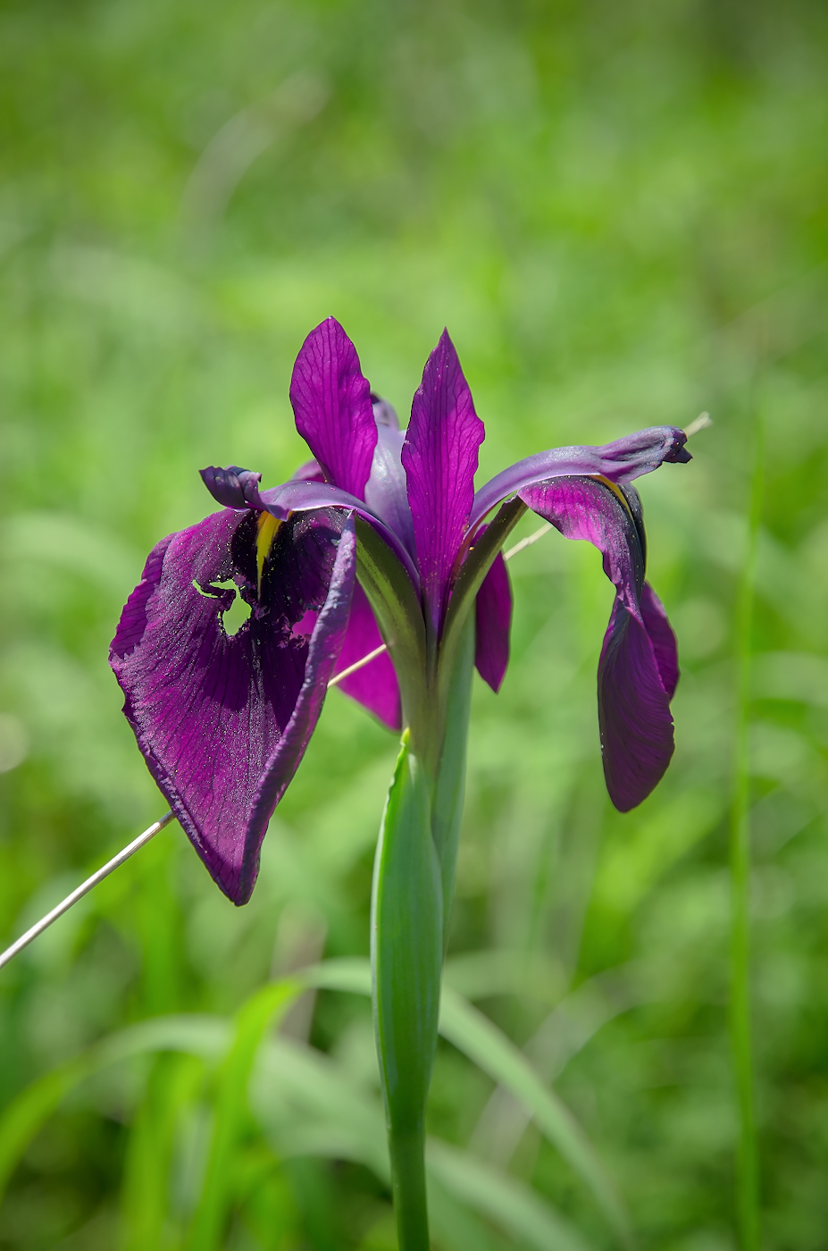 Image of Iris ensata specimen.