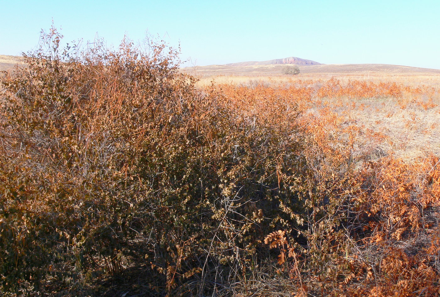 Image of Poacynum kazakevichchii specimen.