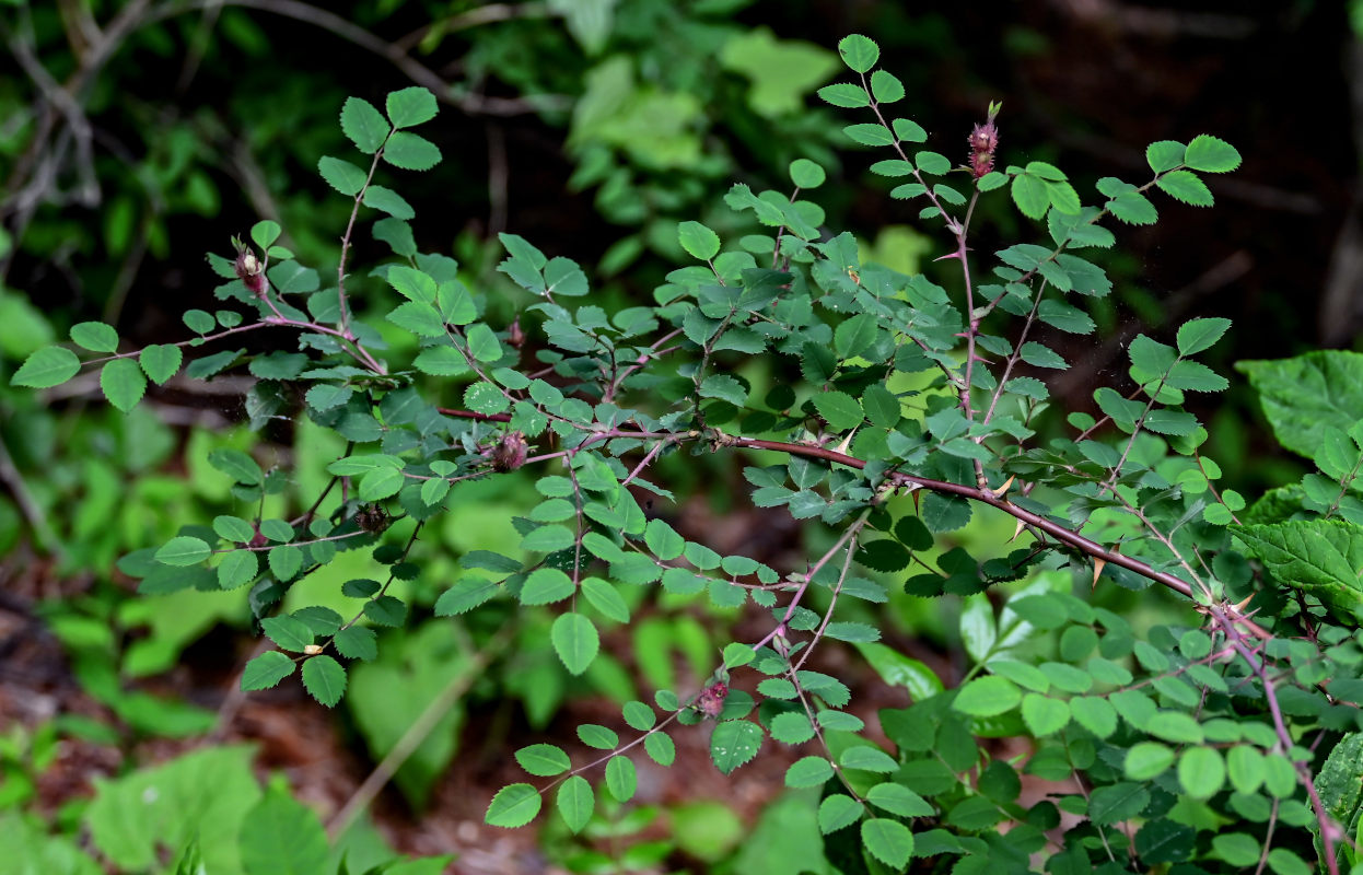 Изображение особи Rosa bella.