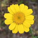 Glebionis segetum. Соцветие. Калининградская обл., г. Светлогорск, поле. 27.07.2025.