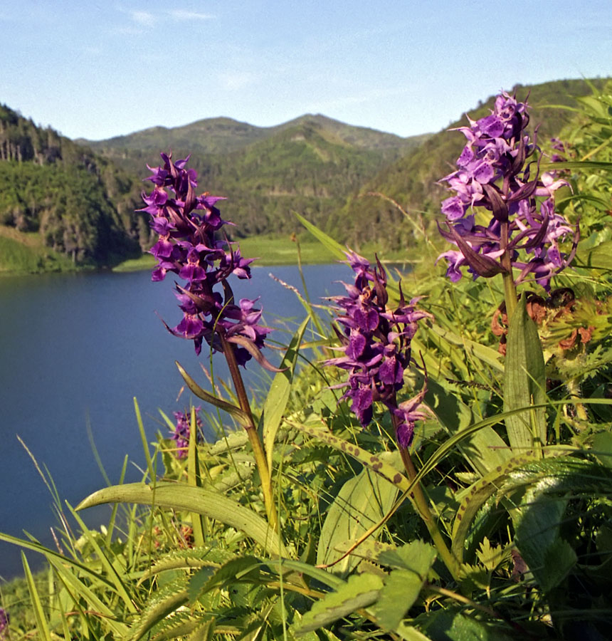 Image of Dactylorhiza aristata specimen.