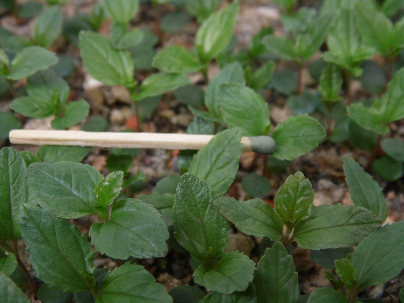 Изображение особи Ceanothus americanus.