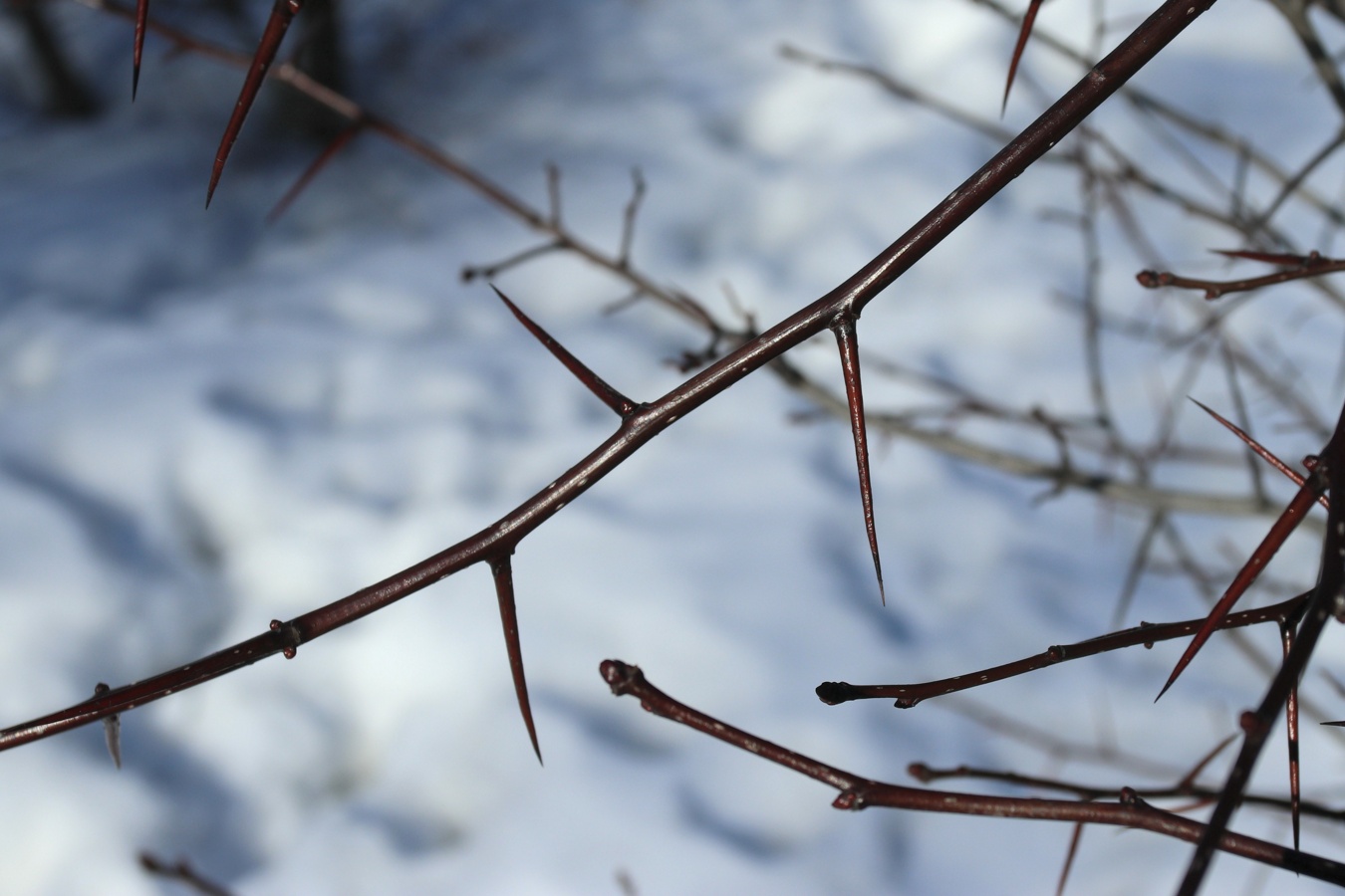 Image of Crataegus persimilis specimen.