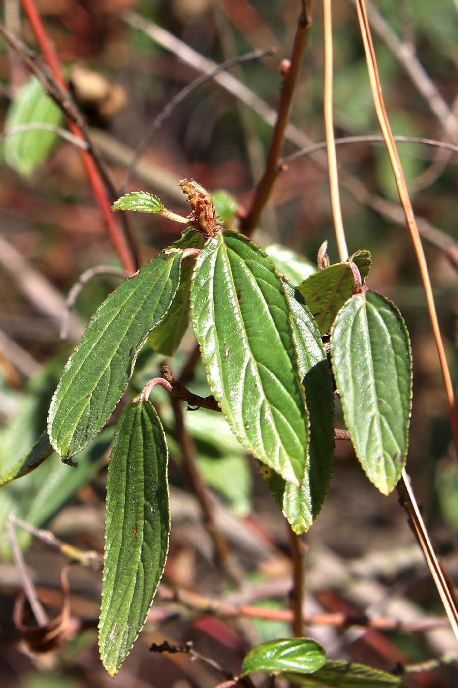 Изображение особи Ceanothus thyrsiflorus.