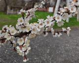 Armeniaca vulgaris. Ветвь с цветками. Волгоград, ул. Городовикова. 12.04.2026.