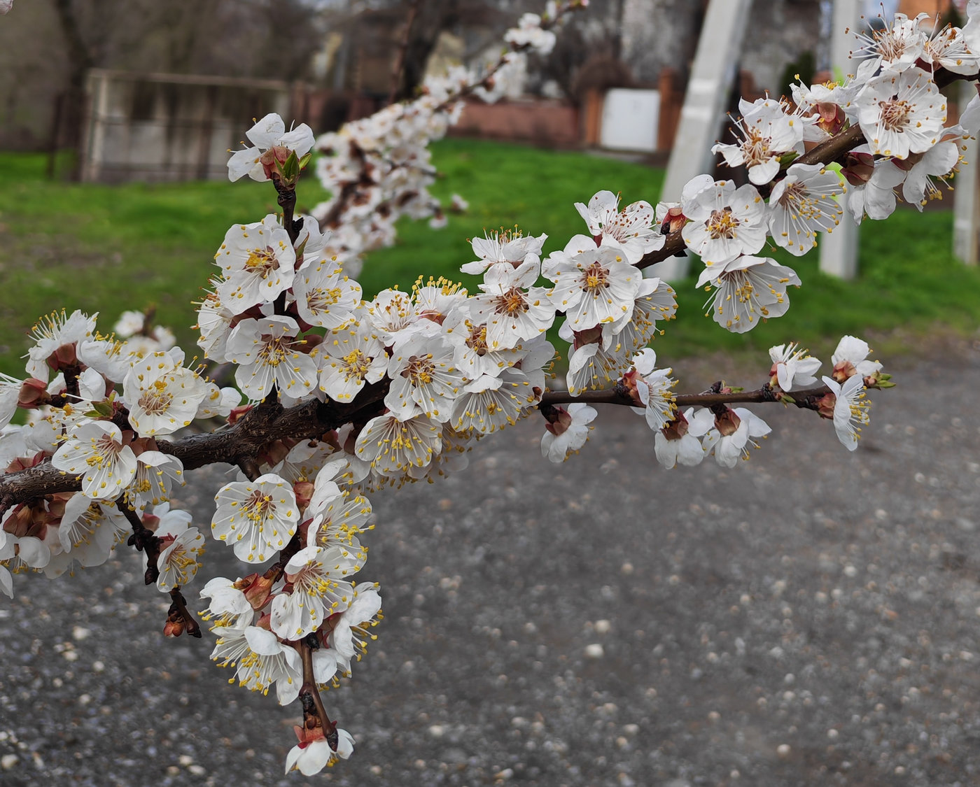 Изображение особи Armeniaca vulgaris.