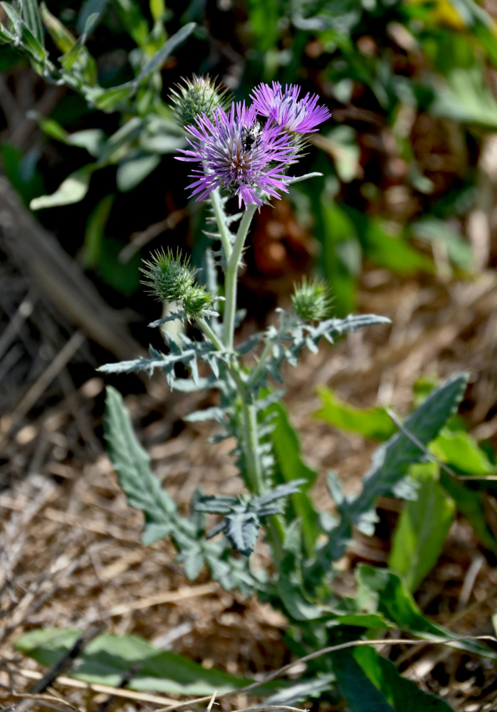 Image of Galactites tomentosus specimen.