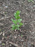 Euonymus europaeus. Молодое растение. Волгоград, берег Волго-Донского канала, между шлюзами №№ 2 и 3, на склоне долины рукотворного ручья. 23.04.2025.