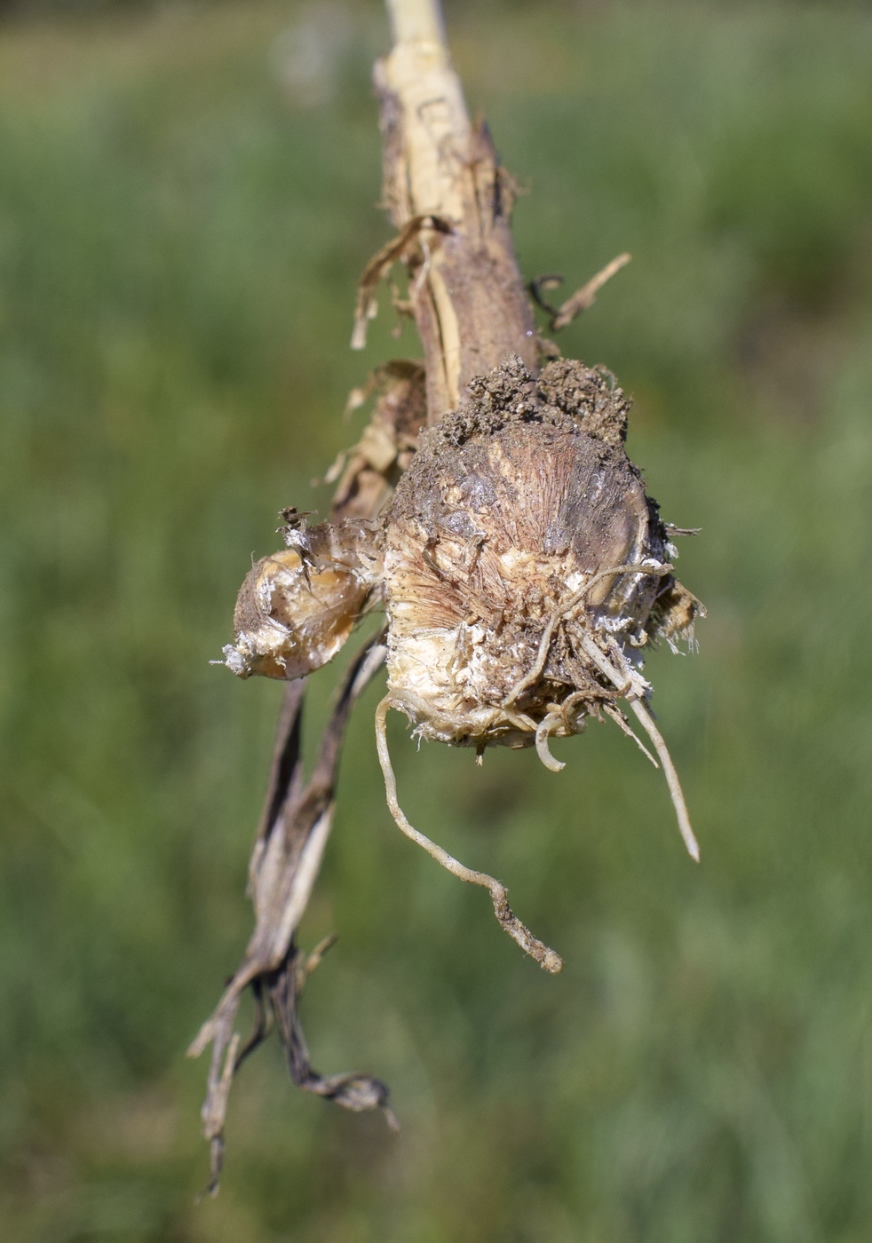 Image of Allium vineale specimen.