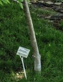 Magnolia × soulangeana. Ствол. Волгоград, Волгоградский региональный ботанический сад. 23.05.2026.