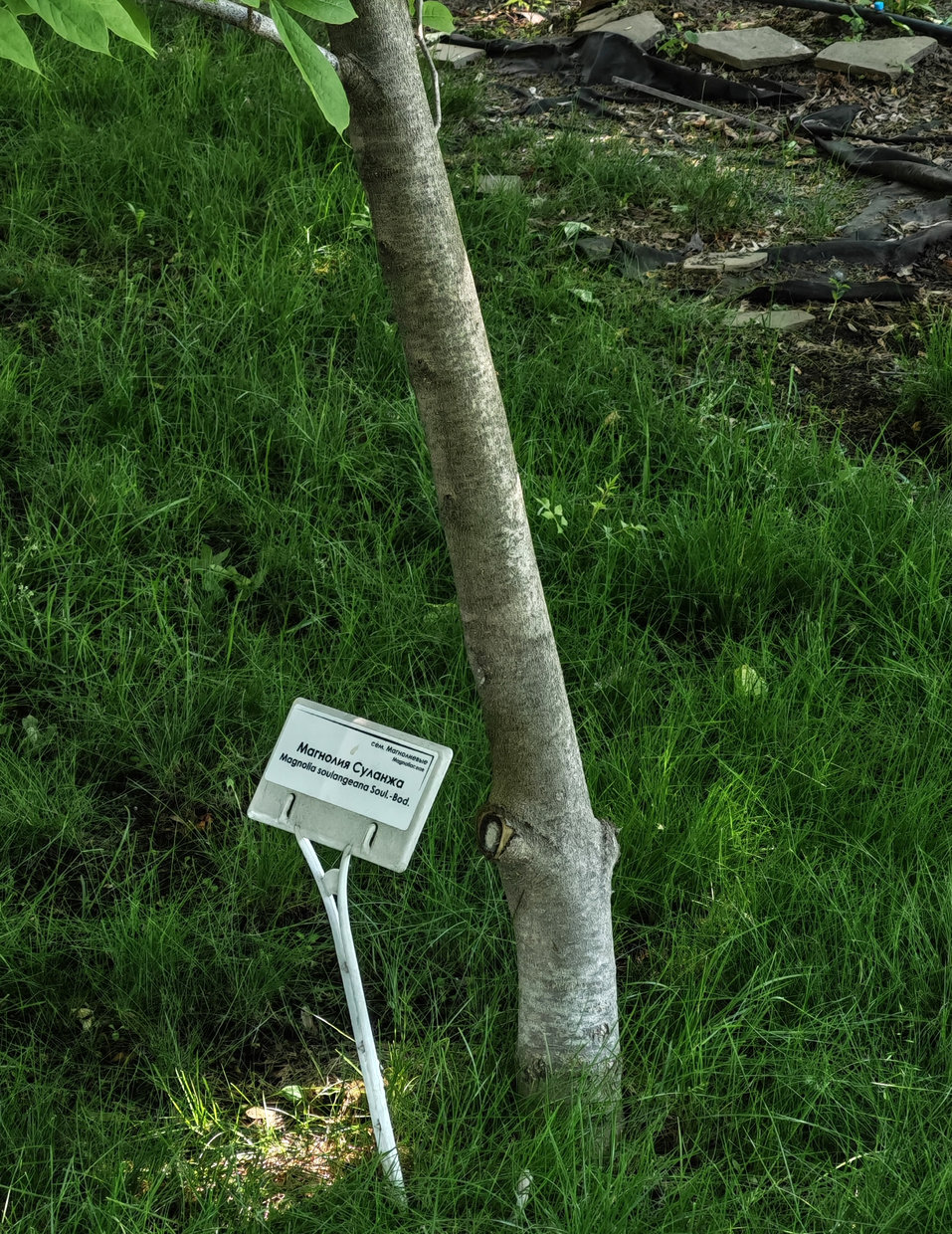 Image of Magnolia × soulangeana specimen.