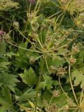 genus Heracleum