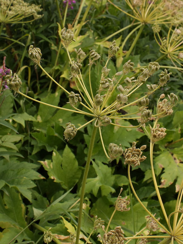 Image of genus Heracleum specimen.