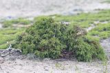 Juniperus rigida subspecies litoralis. Вегетирующее растение. Приморский край, Лазовский р-н, Лазовский запов., берег бухты Просёлочная, песчаная морская терраса. 13.06.2026.