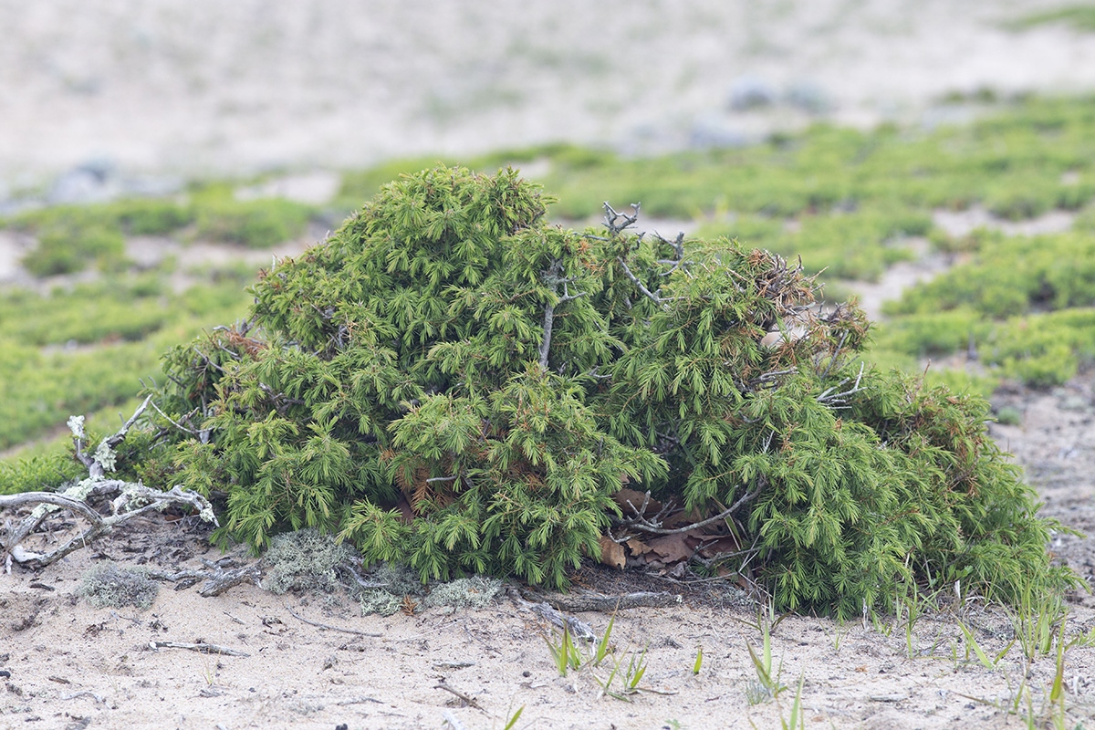 Image of Juniperus rigida ssp. litoralis specimen.