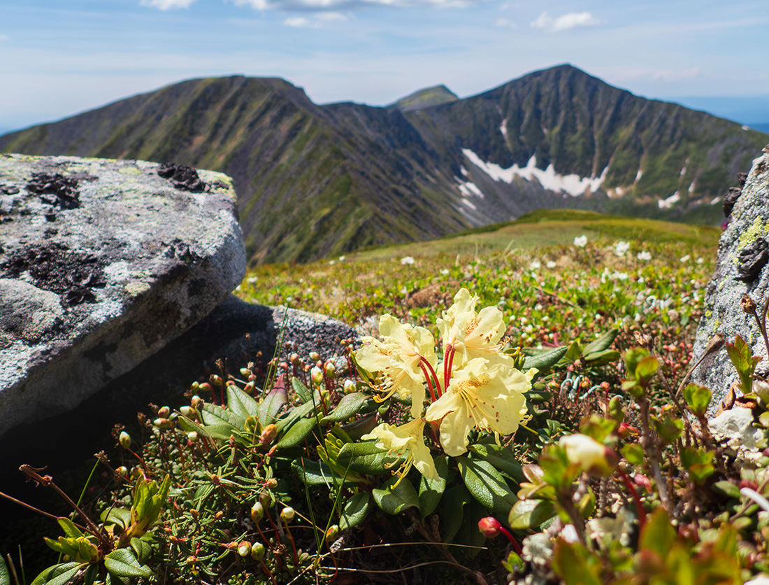 Изображение особи Rhododendron aureum.
