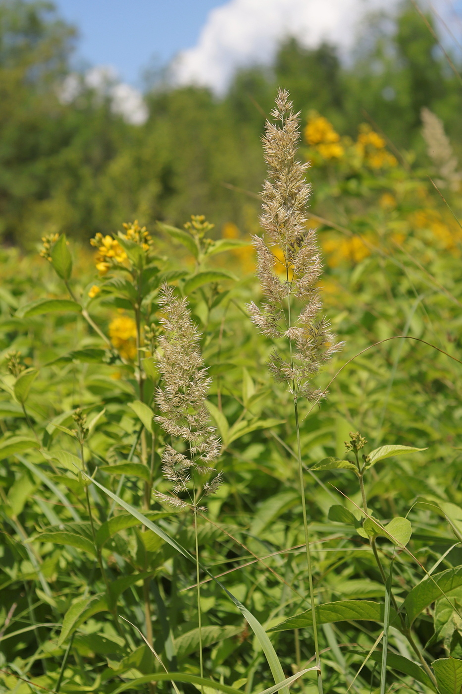 Image of Calamagrostis epigeios specimen.