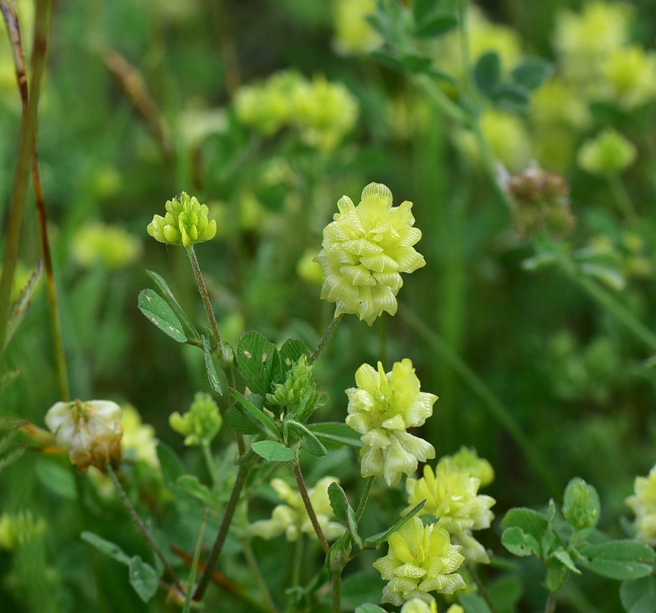 Image of Trifolium campestre specimen.