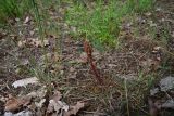 genus Orobanche. Зацветающее растение. Грузия, край Самцхе-Джавахети, Ахалцихский муниципалитет, левый борт р. Цинубанисцкали, 1,8 км выше по течению от горячего источника Цинубани, гребень небольшого отрога, выс. 1150 м н.у.м., опушка перед дубовой рощей. 9 июня 2026 г.