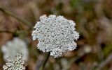 genus Daucus. Соцветие. Португалия, округ Бежа, мыс Сардао, окраина зарослей кустарников. 06.06.2026.