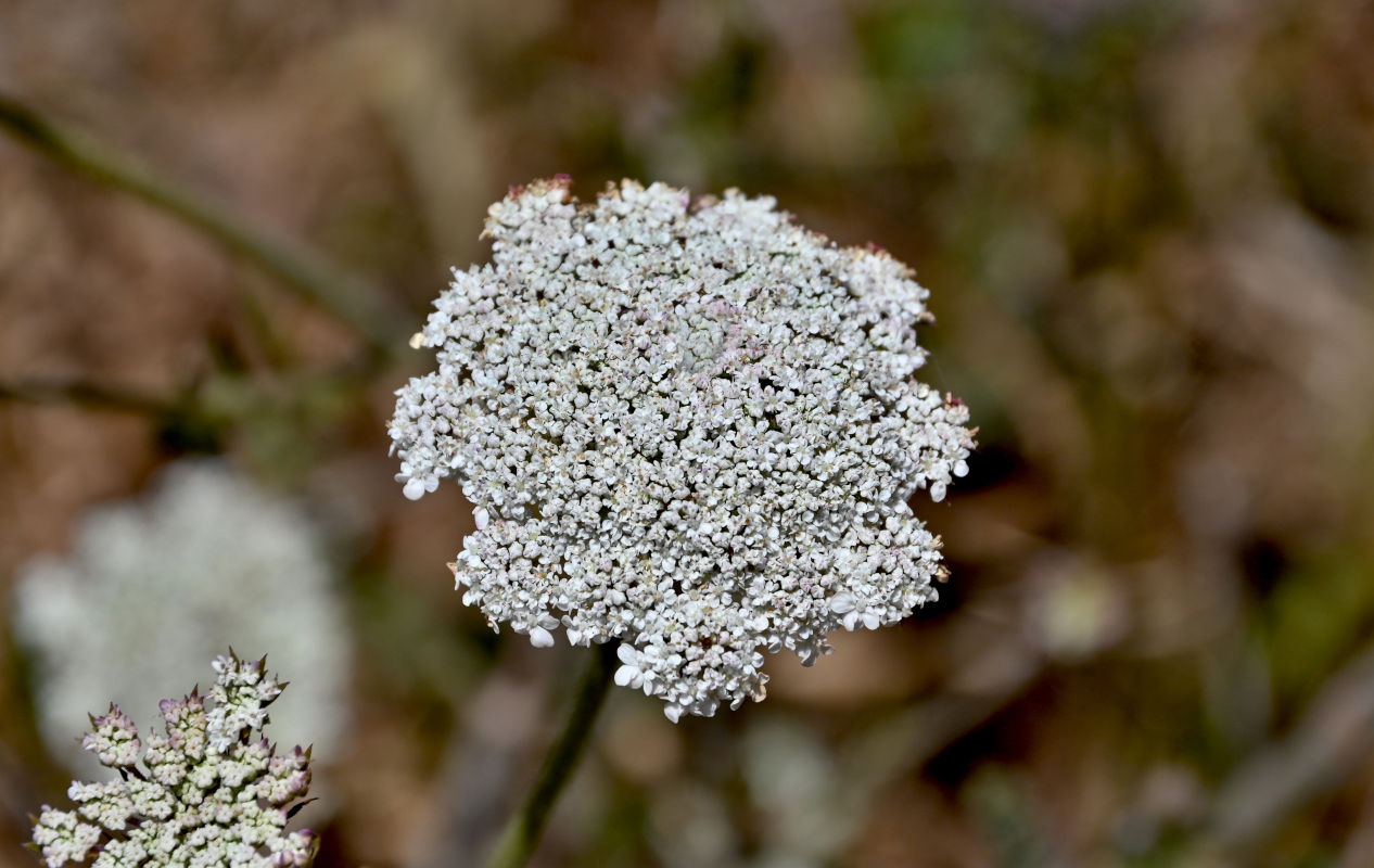 Image of genus Daucus specimen.