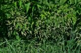 Bromopsis inermis. Верхушки побегов с соцветиями. Московская обл., окр. г. Железнодорожный, дол. р. Чёрная, залежь, окраина зарослей кустарников. 16.06.2025.