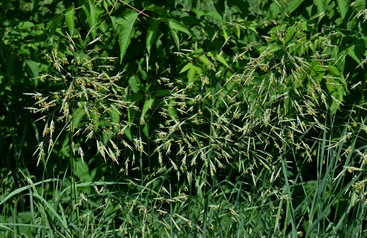 Image of Bromopsis inermis specimen.