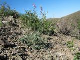 Astragalus scoparius. Цветущее растение. Казахстан, сев.-вост. макросклон Джунгарского Алатау, горы Кайкан, ущ. Таскора, россыпь на скалистом склоне южной экспозиции. 6 мая 2026 г.