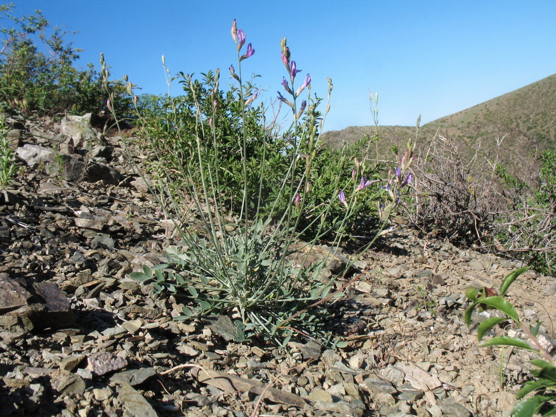 Изображение особи Astragalus scoparius.