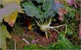 Brassica oleracea variety gongylodes. Побег с основаниями листьев. Московская обл., Раменский р-н, окр. дер. Хрипань, садовый участок. 13.09.2026.