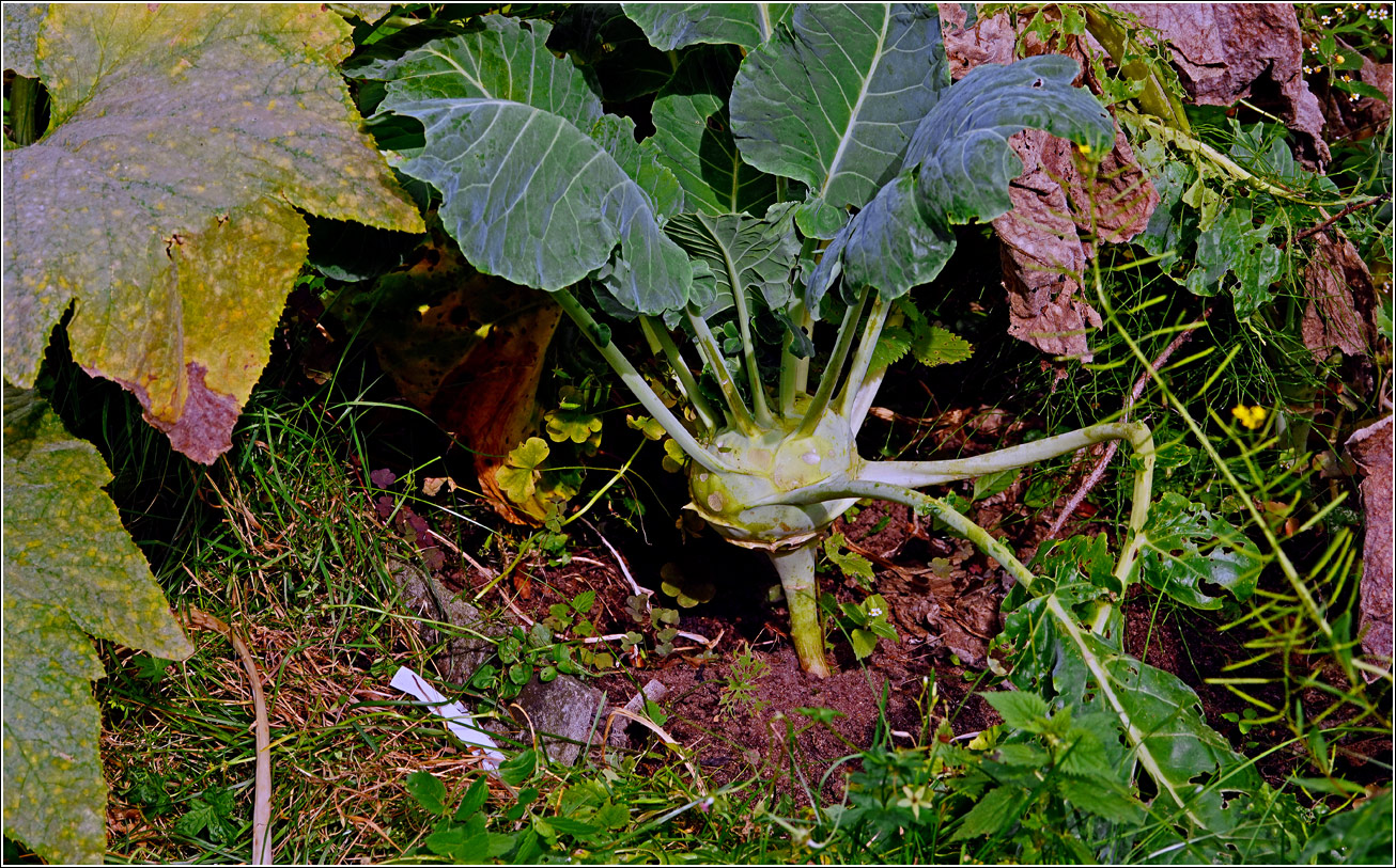 Image of Brassica oleracea var. gongylodes specimen.