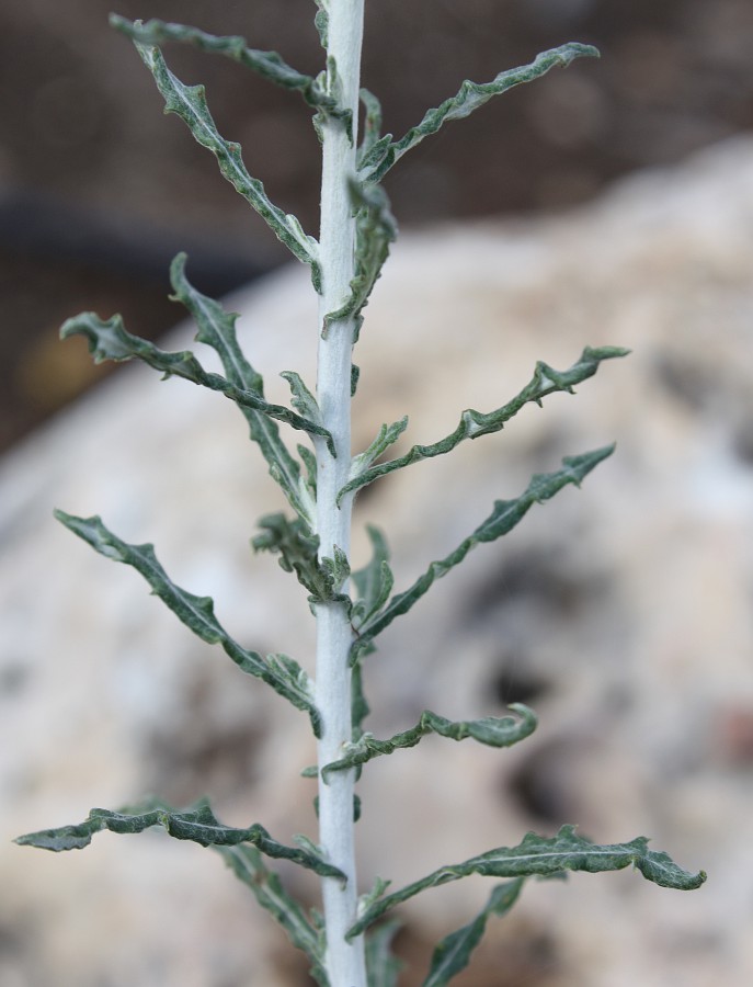 Image of Phagnalon rupestre specimen.