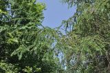 род Larix. Ветви с шишками. Приморский край, Хасанский р-н, Зарубинское гор. пос., окр. с. Витязь, приморский склон. 22.07.2026.