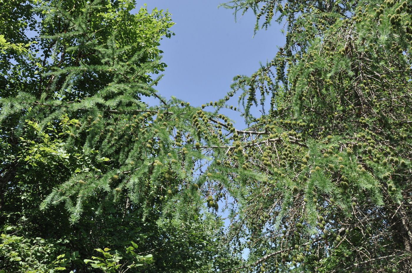 Изображение особи род Larix.