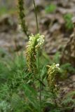 genus Pedicularis. Верхушка соцветия. Турция, ил Артвин, р-н Юсуфели, левый берег р. Бархал-Чайи, над порогом, выс.1800 м н.у.м., скальная полка. 14 июня 2026 г.