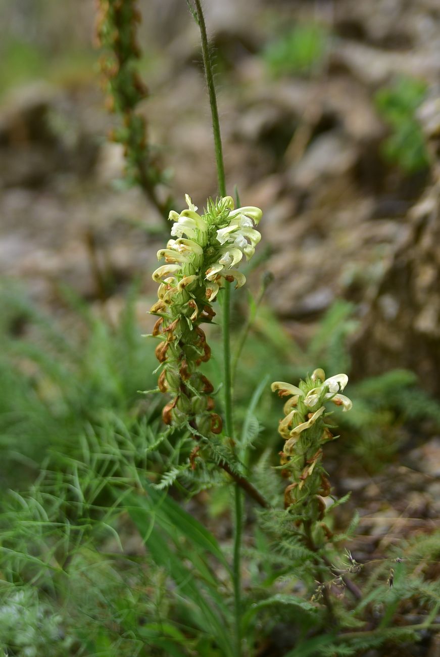 Image of genus Pedicularis specimen.