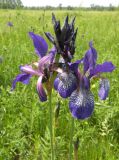 Iris sibirica. Цветки. Украина, Днепропетровская обл., Петриковский р-н, пгт Куриловка, луг в пойме Днепра. 23.05.2011.