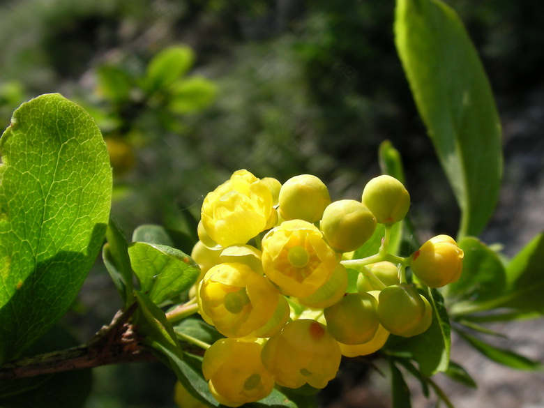 Изображение особи Berberis orientalis.