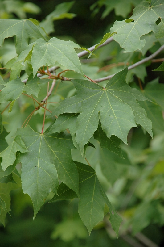 Image of Acer turkestanicum specimen.