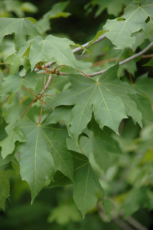 Изображение особи Acer turkestanicum.