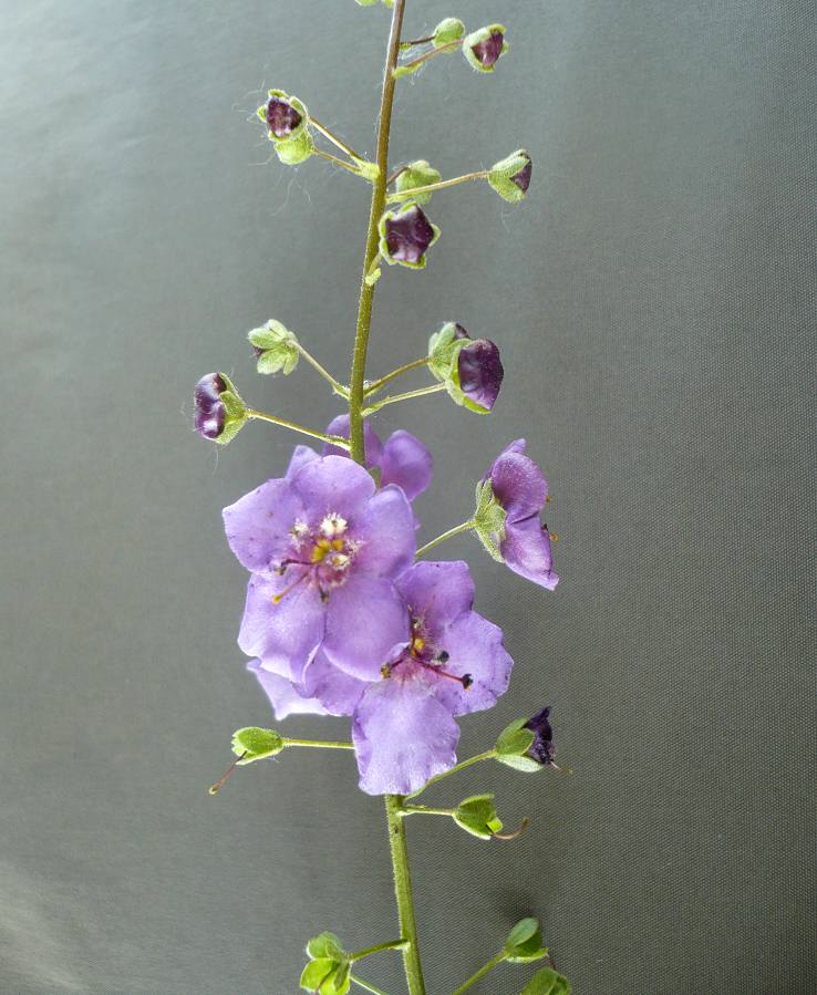 Image of Verbascum phoeniceum specimen.