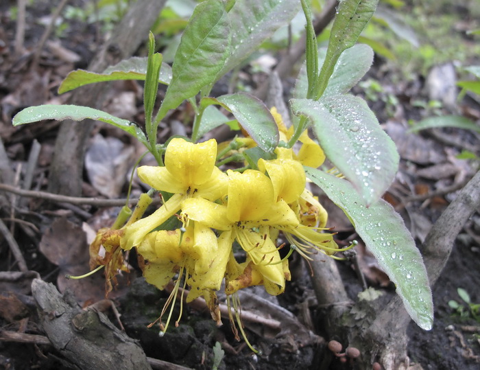 Image of Rhododendron luteum specimen.