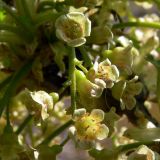 Ribes hispidulum