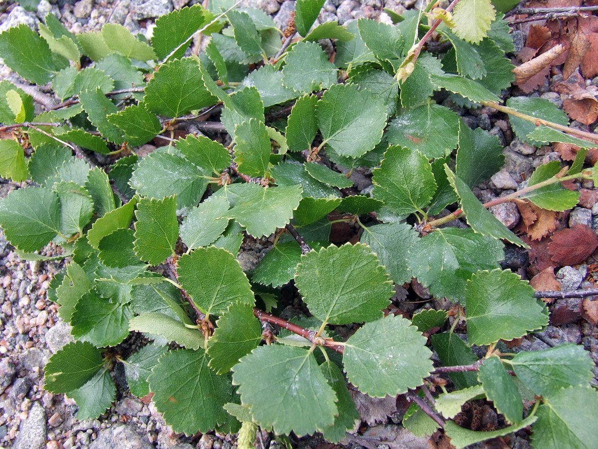 Image of Betula × kusmisscheffii specimen.