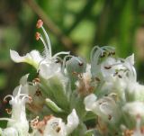 Teucrium capitatum